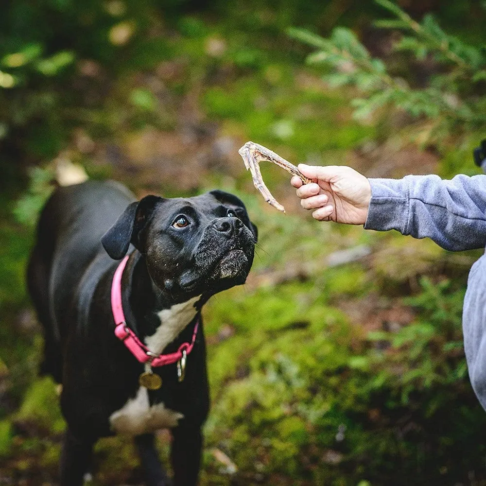 Duck Wing Dog Treats