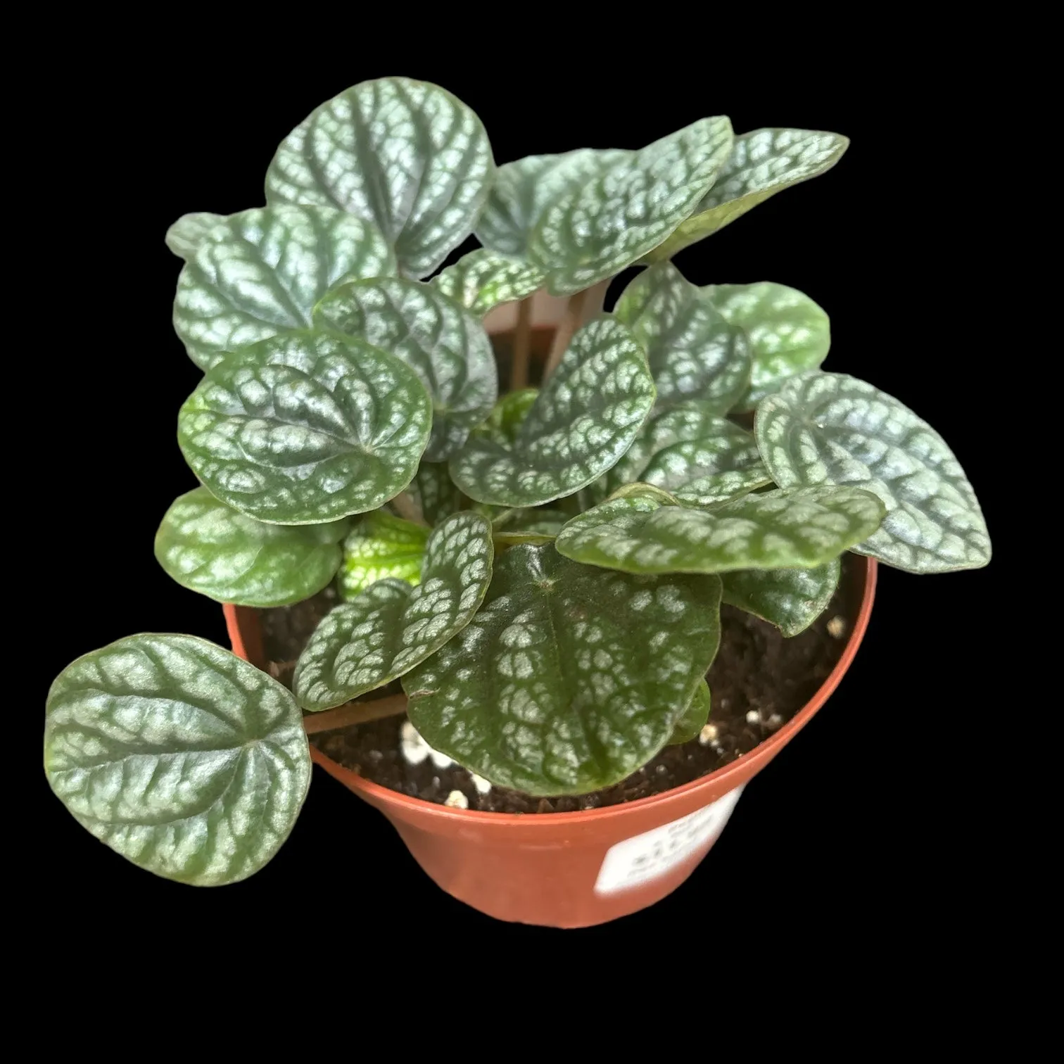 Peperomia Burbella