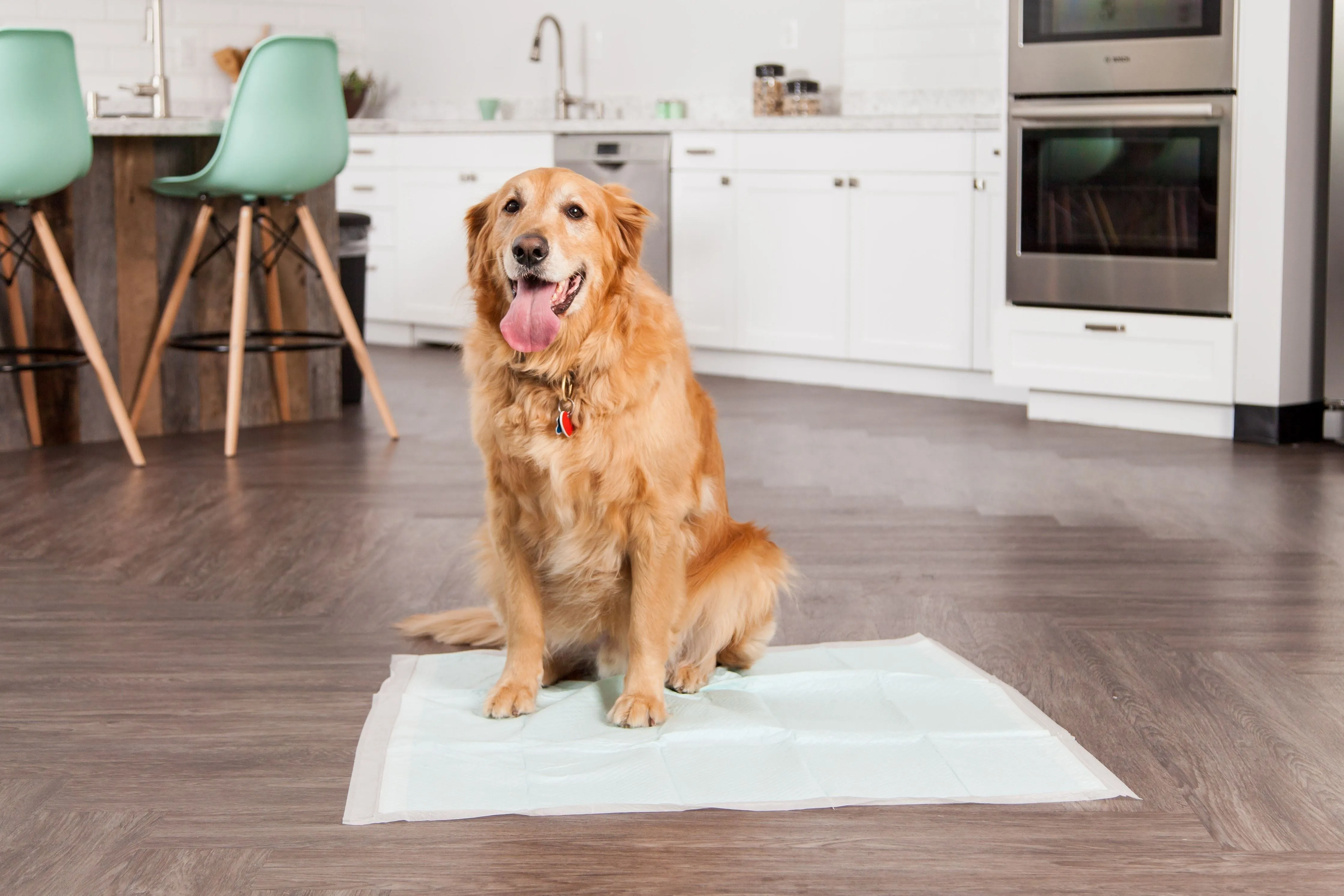 Pet Training Pad - 23.5-inch x 23.5-inch