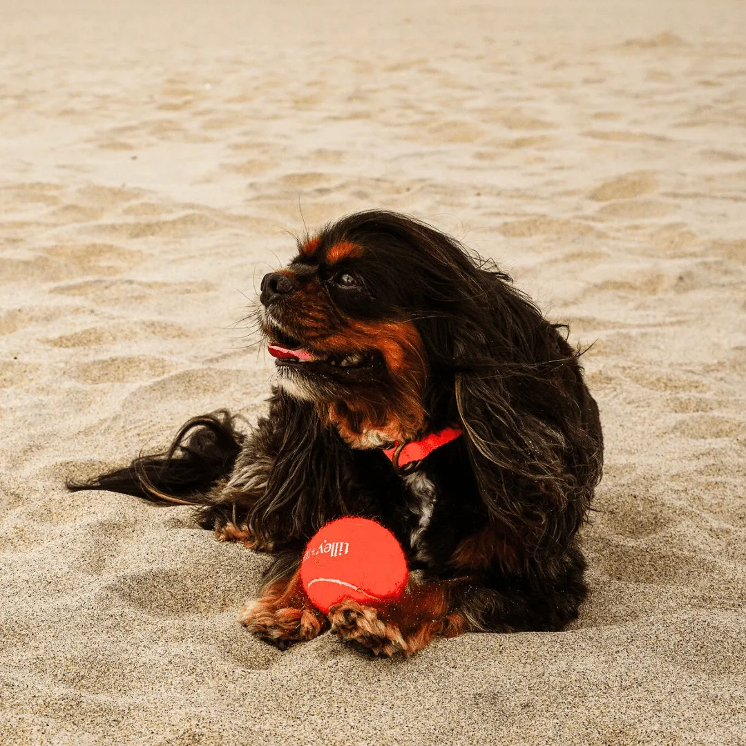 Tennis Ball for Dogs